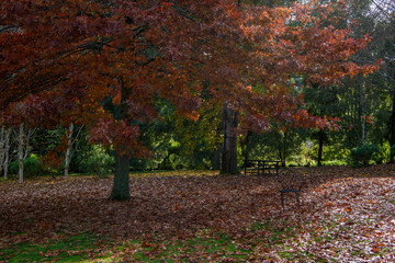 Autumn at Tieve Garden, Mount Macedon