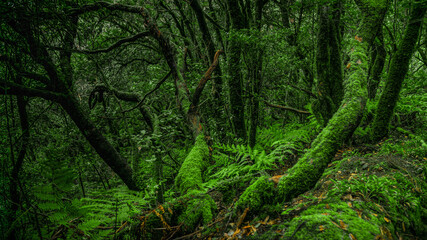 green forest background
