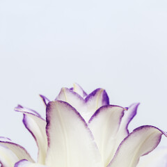 Fototapeta premium Blossoming delicate petals of peony lily, white blooming lilies flower with purple border, copy space.