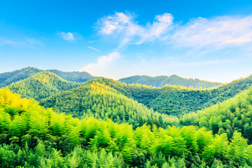 Fototapeta na wymiar Green tea plantation and bamboo forest landscape.