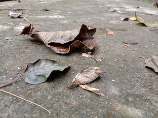 Naklejka premium leaf on the ground