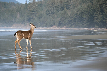 Fawn deer walking on sandy beach in Olympic National Park. Washington. United States of America  