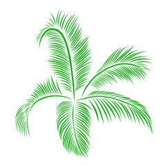 Green palm leaves botanical foliage vector illustration.