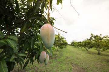 The mango is about to ripen hanging on the tree.