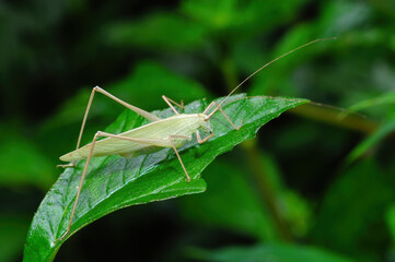  insect(katydid or Bush Cricket)  stays on the leaf