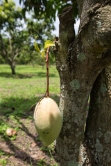 The mango is about to ripen hanging on the tree.