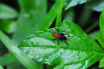 A insect(katydid or Bush Cricket)  stays on the leaf
