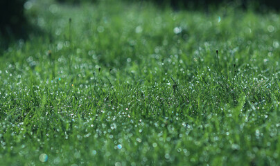 A drop of water on the grass close up. Abstract Natural blurred green background. For texture, background. Nature.