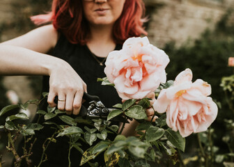 Woman gardener cutting pink rose with garden scissors