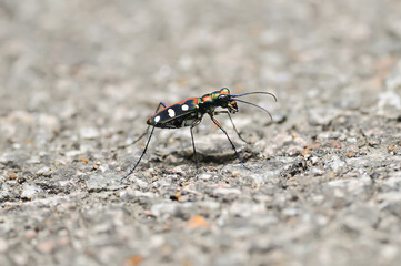 Tiger beetle(Cicindela aurulen) rest on rock ground
