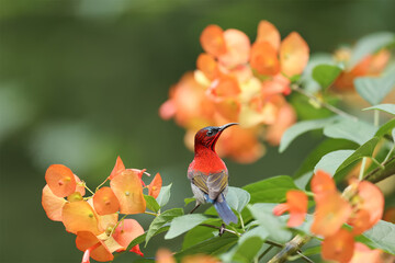 Crimson Sunbird flying and sucking nectar from chinese hat plant tree, food on the flower.