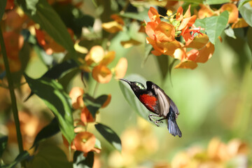 Van Hasselt's Sunbird; Leptocoma brasiliana, green head and red body color.