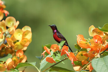 Van Hasselt's Sunbird; Leptocoma brasiliana, green head and red body color.