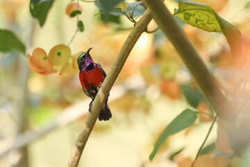 Van Hasselt's Sunbird; Leptocoma brasiliana, green head and red body color.