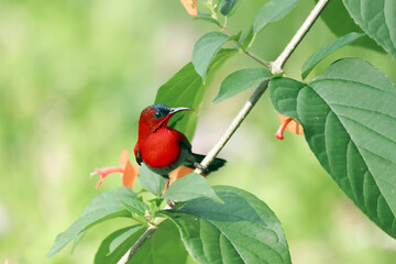 Crimson Sunbird flying and sucking nectar from chinese hat plant tree, food on the flower.