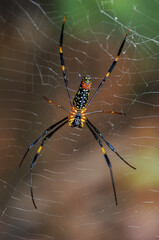 Nephila clavata, also known as the Jorō spider, is a member of the golden orb-web spider genus. 
