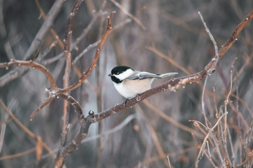 Northern Minnesota Chickadee 