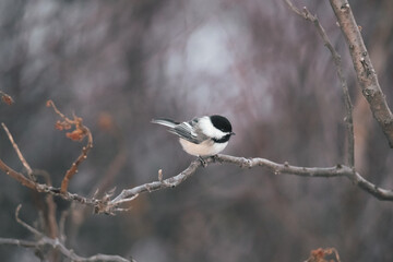 Northern Minnesota Chickadee