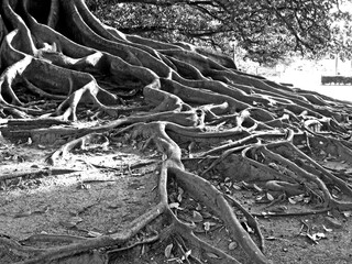 Tree Roots - Buenos Aires, Argentina - 2007