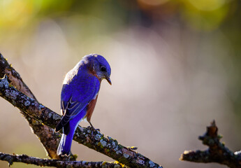 Eastern Bluebird-5498