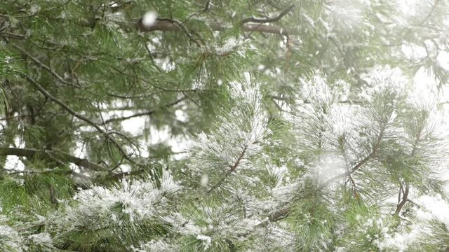 Snow-covered branch pine. Snowfall. First snow. Snowing.