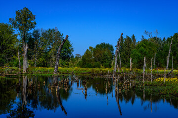Fototapeta na wymiar _DSC4513-Pond In Open Field-Mineola, Texas