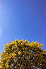 yellow tree