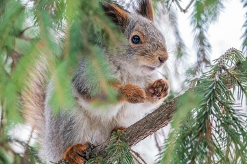 The squirrel with nut sits on a fir branches in the winter or late autumn