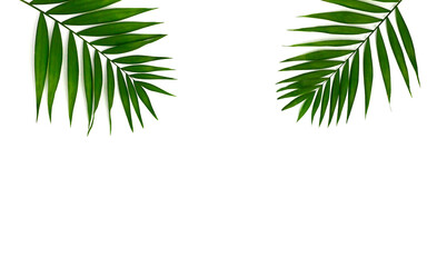 Fototapeta na wymiar Palm Leaf isolated on white Backgrounds