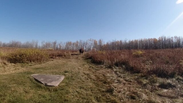 Plains wood Bison Buffalo walking by into the forest on a fall afternoon as the camera pans to the right on a sunny clear fall blue sky with a natural flare from the top right at a 45 degree angle 1-2