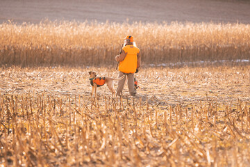 Hunting Dog In Corn Field