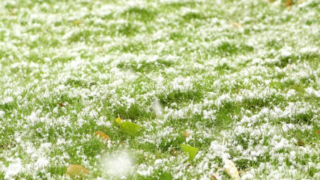 Snow-covered green grass. Snowfall. First snow. Snowing.