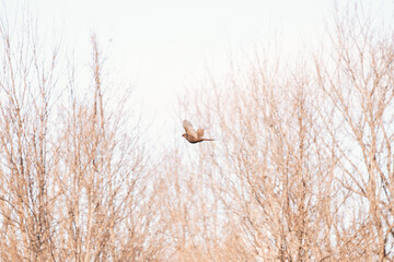 Obraz premium Pheasant Hunting Pheasant Flying