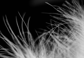 black and white background of fluffy feathers, close-up
