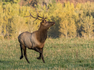 October Elk 