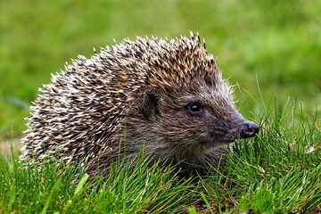 Hedgehog, wild animal with cute nose close up. Native European adult little hedgehog in green grass. Macro spines & needles, ear, eye adorable hedgehog baby portrait in forest. Wildlife nature concept