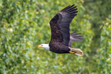 A bald eagle flies low through the trees with green leaves visible behind it.