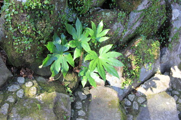 岩場に生えたヤツデの葉