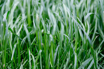 Close up Green grass background