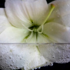 flores en agua macro