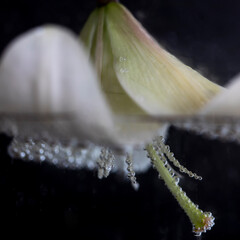 flores en agua macro