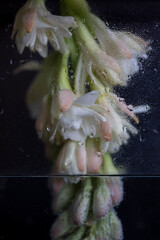 flores en agua macro