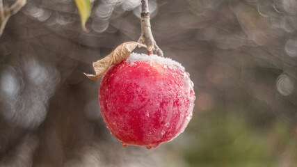 Snowy Apple