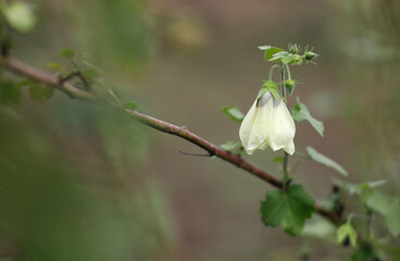 Beautiful yellow bellflower in garden