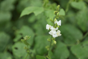 Broad Beans flower in graden