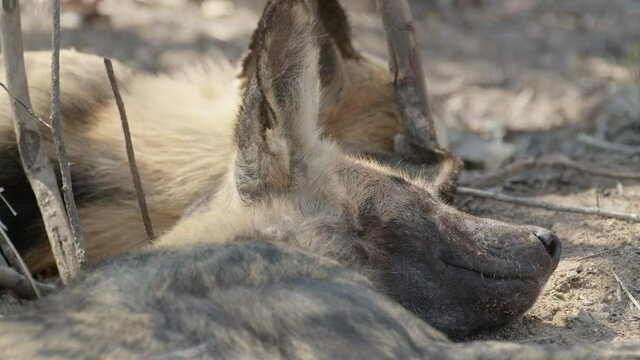 Close-up of a sleeping Wild Dog trying to swipe annoying fly with his paw off his face, Greater Kruger.