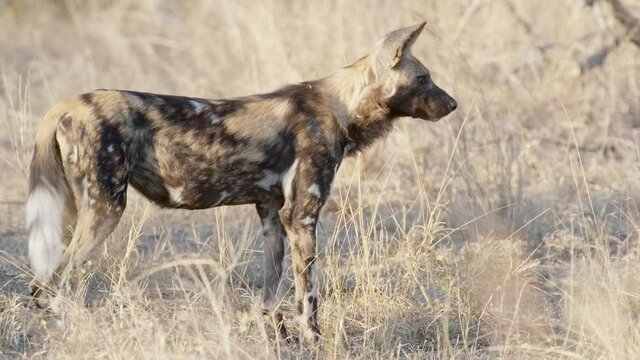 Wide shot of a Wild Dog standing motionless and checking its surroundings.