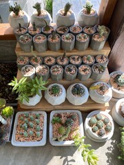 Many pot of cactus on the wood shelf