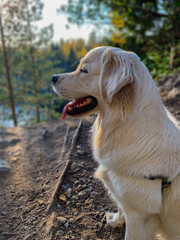 golden retriever dog