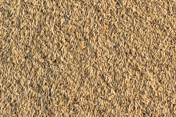 close up of rice or paddy lying on land